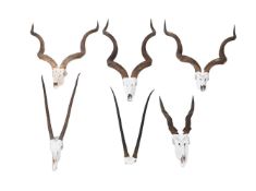 A COLLECTION OF SIX PAIRS OF ANTELOPE HORNS
