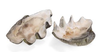 Y A PAIR OF GIANT CLAM SHELLS (TRIDACNA GIGAS)