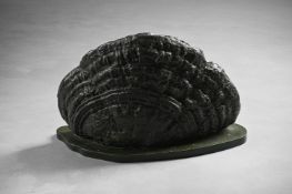 A MOUNTED SECTION OF TREE FUNGUS