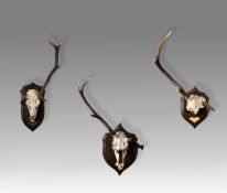 A SET OF THREE ROWLAND WARD MOUNTED 'DEFORMED' ANTLERS, LATE 19TH CENTURY