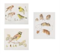 λ MILDRED ELDRIDGE (BRITISH 1909-1991), THREE ANIMAL STUDIES OF A CIRL BUNTING