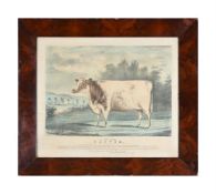 AFTER HUBBARD LOUTH, THE PRIZE HEIFER