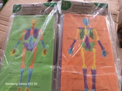 PALLET OF 2592 EDUCATIONAL SKELETON FOAM BOARDS