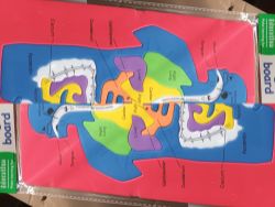 PALLET OF 3456 EDUCATIONAL HUMAN ORGANS FOAM BOARDS