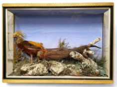 Taxidermy - an early 20th century cased Golden Pheasant display, perched on a naturalistic