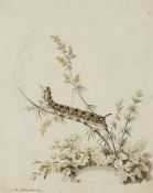 J. SCHELLENBERG (*1740), Raupe, Aq. Klassizismus Tiere 1700-1749 Aquarell