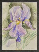 MURIEL MALLOWS - Iris