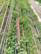 LOT OF APPROXIMATELY (157) MTS OF CARBON STEEL PIPE