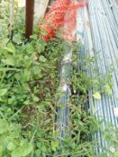 LOT OF (350) PIECES OF ANCHOR ROD HAS-R 304 SS 3/4