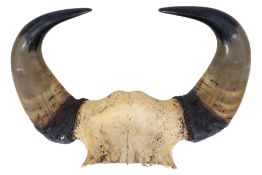 A BUFFALO HORN WALL MOUNT