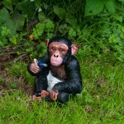 Benny The baby Chimp