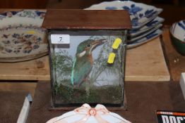 A cased and preserved Kingfisher