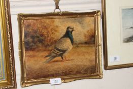 Oil on board, unsigned 'Racing Pigeon'