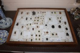 A framed and glazed collection of beetles and othe