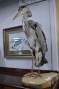 Taxidermy Study of a Heron