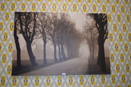 Canvas Photo Print Woodland Scene