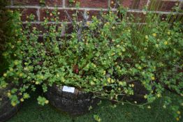 Pair of Barrel Style Concrete Garden Planters Cont