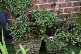 Pair of Square Garden Wall Style Planters with Pla