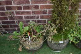 Pair of Barrel Style Concrete Garden Planters Cont