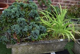 Rectangular Concrete Garden Planter Containing Pla