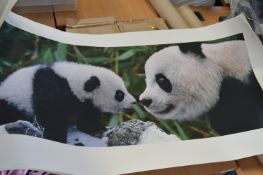 Assorted Posters