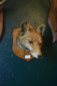 Mounted Taxidermy Study of a Red Fox