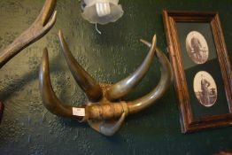 Mounted Sheep’s Horns