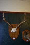 Mounted Pair of Antlers