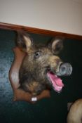 Mounted Taxidermy Study of a Wild Boars Head