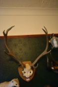 Mounted Pair of Antlers
