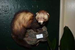 Taxidermy Study of a Polecat