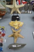 Starfish Ornaments, Shell, and a Fish