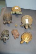 Six Decorative Tortoises and a Miniature Frog