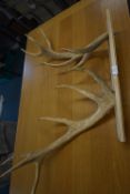 Pair of Resin Antlers