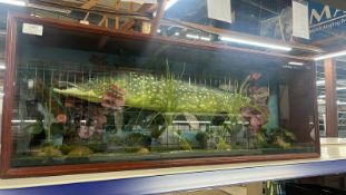 Artificial Pike in Glass Cabinet