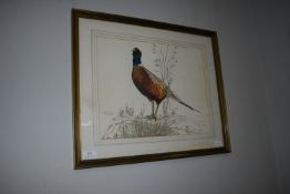 Framed Print of a Pheasant in Stubble