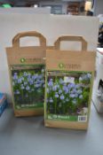 *Two Packs of Muscari Spring Bulbs