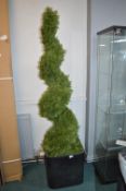 *6ft Cedar Spiral Topiary in Planter