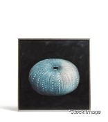 1 x Nemea Sea Urchin Printed Framed Wall Art, Hand Finished In Oil Paints - Original Retail £495.
