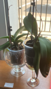 2 x Assorted Vases Containing Artificial Plants