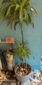 1 x Indoor Potted Plant - Dimensions: 160 x 30 x 30 cms