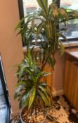 1 x Indoor Potted Plant - Dimensions: 160 x 30 x 30 cms