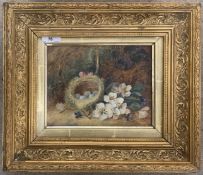 Frederic Bates (British, 20th century), Birds nest and surrounding flora, oil on canvas, signed,17.