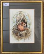 John Last (British, 20th century), Dormouse, gouache, signed,17x23.5, framed and glazed.