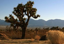 Los Angeles County: 1.31 Acres in Beautiful California!