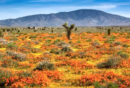Close to California's Poppy Fields!