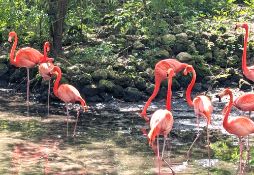 Explore Homosassa Springs in Citrus County, Florida - Adjacent to Lot 34!