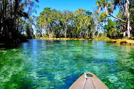 Explore Homosassa, A Nature Lover's Paradise in Citrus County, Florida!