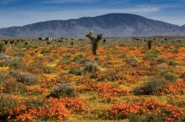 2.5 Acres in Los Angeles County, CA!