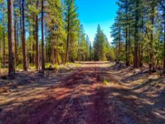 Modoc County, California: Nearly 2 Acres of California Pines!